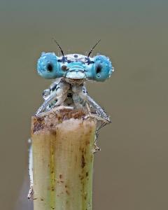 Blaue FederlibellePlatycnemis pennipes