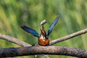 Eisvogel - Kingfisher