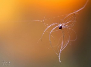 Samen auf dem Spinnfaden        