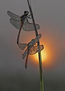Sumpfheidelibelle im Morgenrot(Sympetrum depressiusculum)