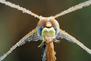 Frühe Heidelibelle(Sympetrum fonscolombii) 